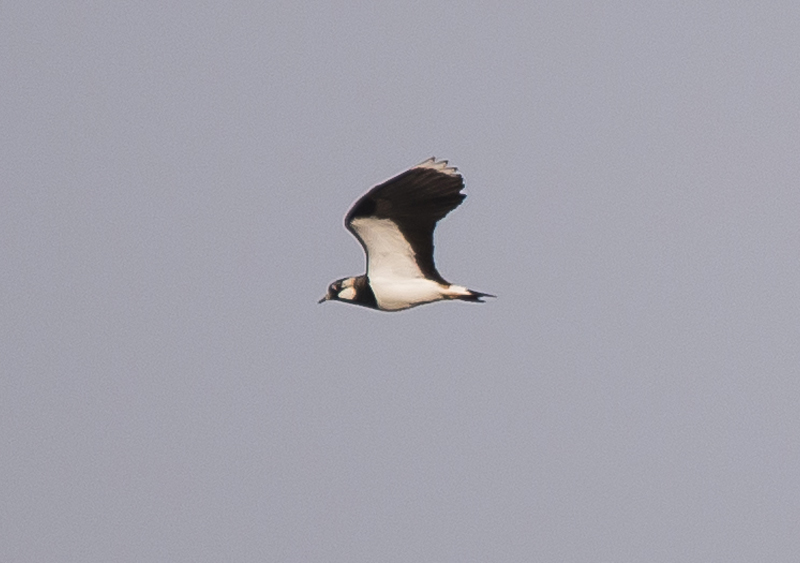 identificazione: Pavoncella (Vanellus vanellus)